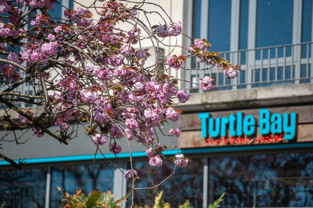 Turtle Bay, Swansea signage and blossom tree